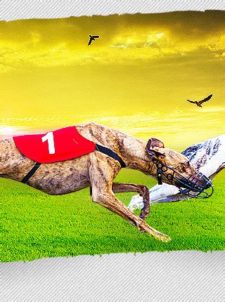 Casino greyhound racing club